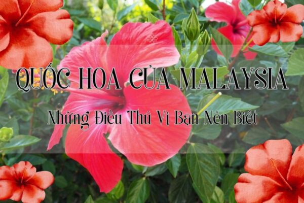 Quốc Hoa Của Malaysia - Những Điều Thú Vị Bạn Nên Biết